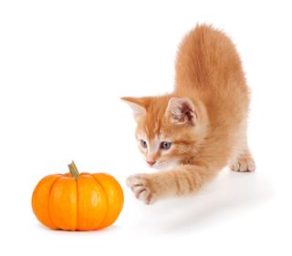Cute Orange Kitten