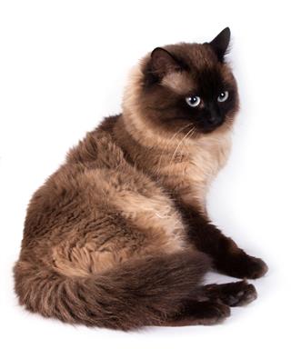Portrait Of A Siamese Cat