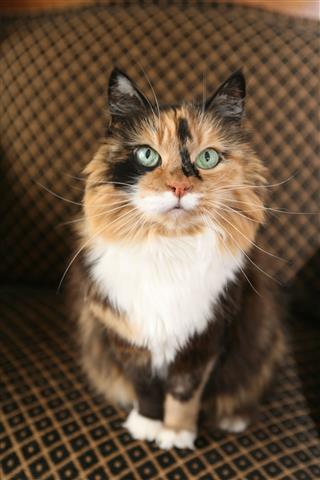 Calico Cat On Chair