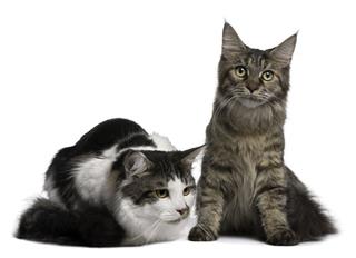 Two Maine Coon Cats