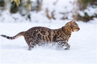 Bengal Cat Running In Snow