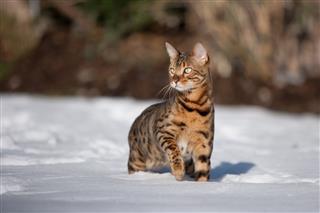Bengal Cat In Snow