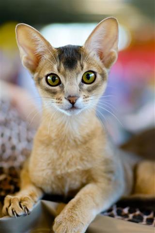 Abyssinian Cat Portrait