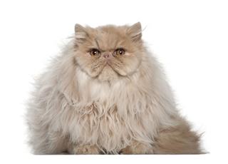 Portrait Of Persian Cat