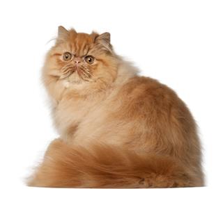 Portrait Of Persian Cat