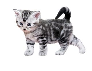 American Shorthair Cat Kitten