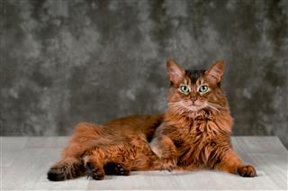 Somali Cat Portrait