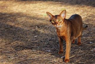 Abyssinian Cat Hunting In Park