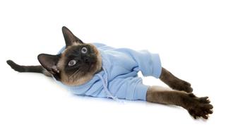 Dressed Siamese Cat