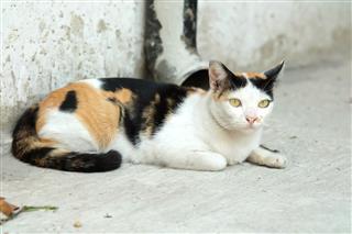 Thailand Cat