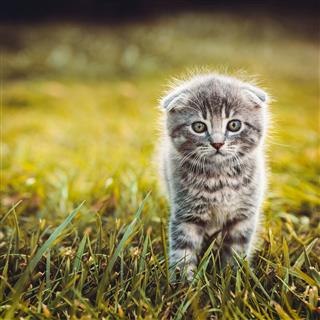 Gray Cat Walking On Grass