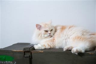 Persian Cat Lying On Box