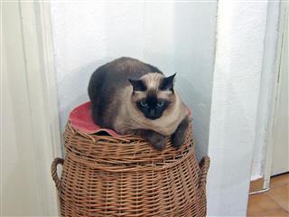 Siamese Cat Sitting On A Basket