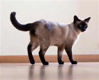 Young Siamese Cat