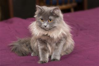 Little Persian Kitten