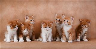 Ginger Kittens