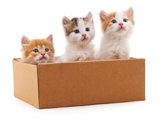 Kittens In Box
