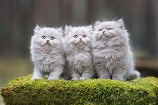 Three Fluffy Kittens Outdoors