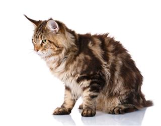 Brown Maine Coon Cat