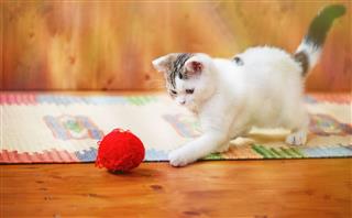 Kitty Playing With Wool Ball