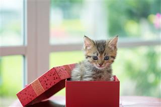 Cat In The Box