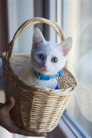 White Kitten In Basket