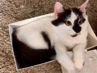 Kitten Playing In Shoebox