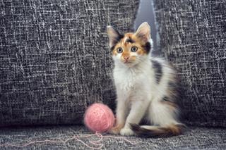 Cute Kitten With Clew Wool