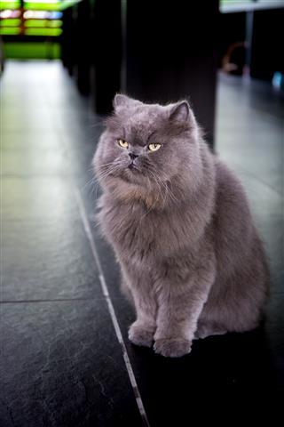 Persian Tabby Cat