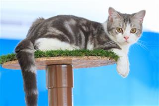 Scottish Shorthair Cat