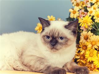 Portrait Of Cute Siamese Kitten