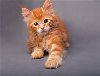 Red Solid Maine Coon Kitten