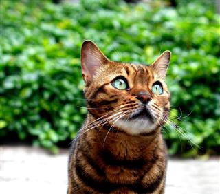 Bengal Cat Looking