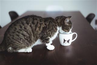 Tabby Cat Drinking In A Cup