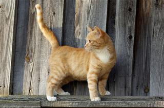 Small Ginger Tabby Cat