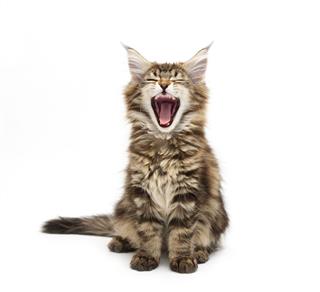 Yawning Maine Coon Kitten