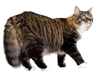Long Haired Tabby Cat