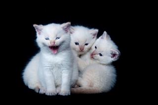 Three White Kittens