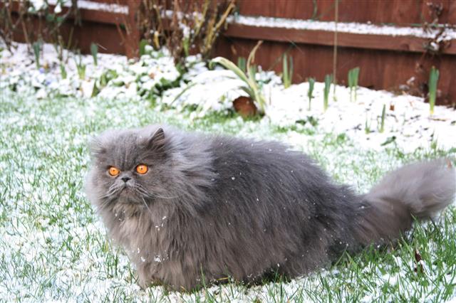Persian In The Snow