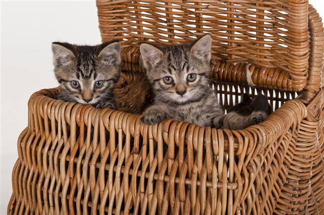 Gray Tabby Cute Kittens