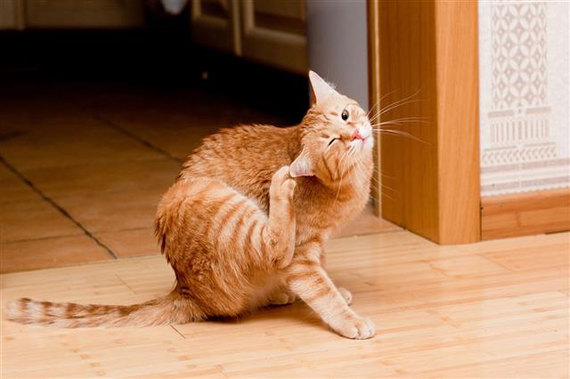Ginger Tabby Cat
