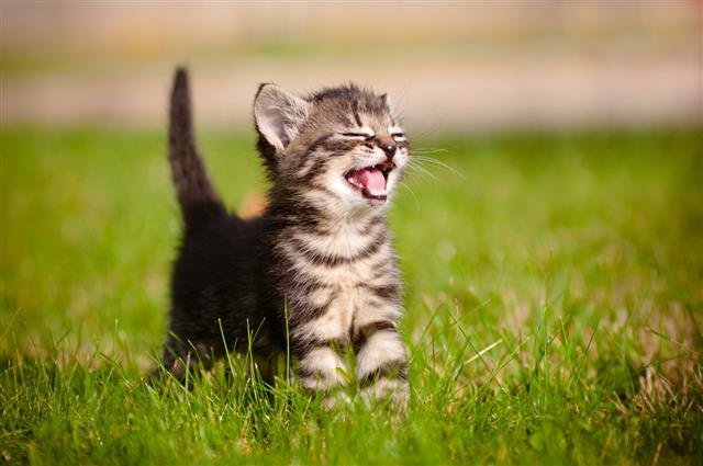 Cute Tabby Kitten Meowing