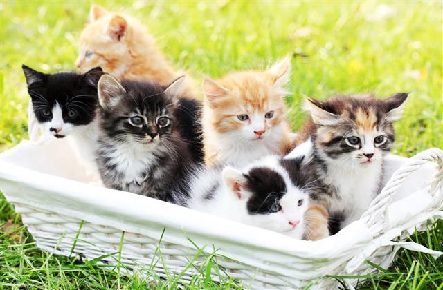 Little Cats In Basket