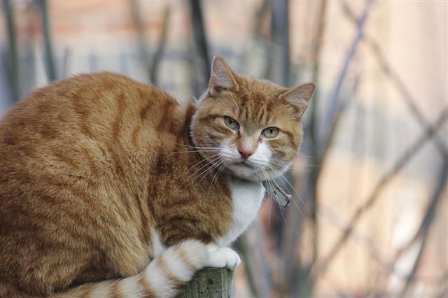 Ginger Orange Tabby Cat