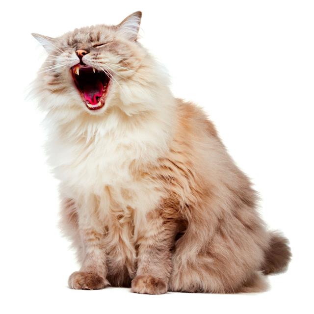 Yawning Ragdoll Cat