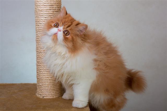 House Persian Kitten