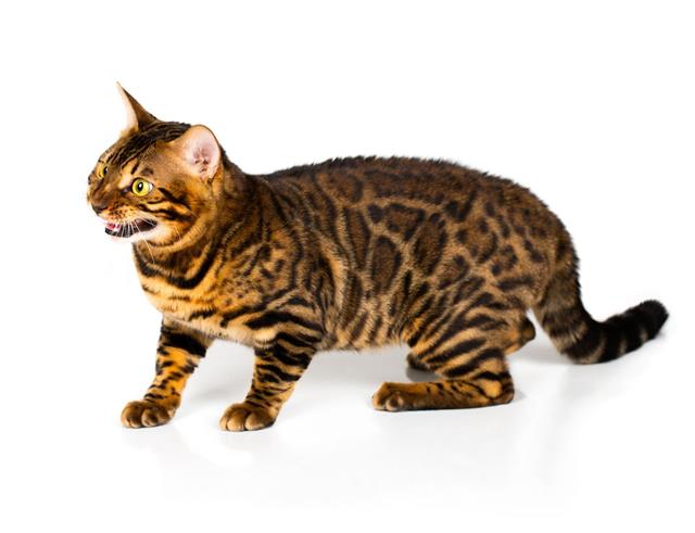 Bengal Cat With Reflection