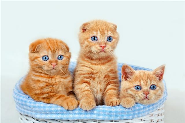 Red Kittens In Basket