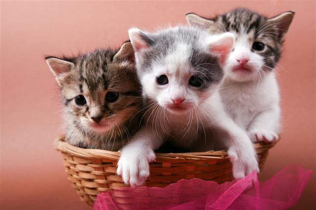 Kittens In Basket