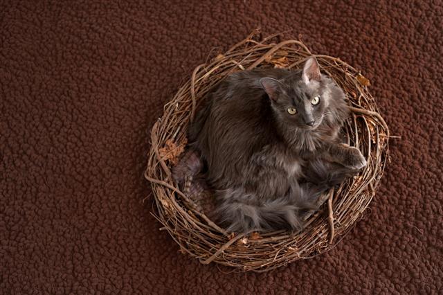 Gray Nebelung Cat In Nest
